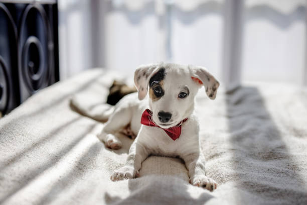 Its fluffy paws bounce on the soft blankets as it pounces and tumbles with excitement. Sunlight filters through the window, casting a warm glow on its fur, making it look even more adorable. With bright, curious eyes and a wagging tail, the playful pup exudes pure happiness, enjoying the simple joy of the moment. The softly blurred background of the cozy room enhances the warmth and charm of this heartwarming scene