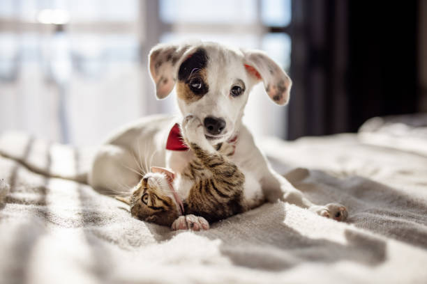 istock A tiny kitten and a playful puppy, both wearing adorable little bow ties, joyfully engage in a game together 2205063618