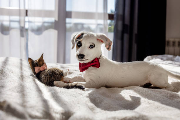 istock A tiny kitten and a playful puppy, both wearing adorable little bow ties, joyfully engage in a game together 2205063621