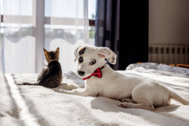 istock A tiny kitten and a playful puppy, both wearing adorable little bow ties, joyfully engage in a game together 2205063628