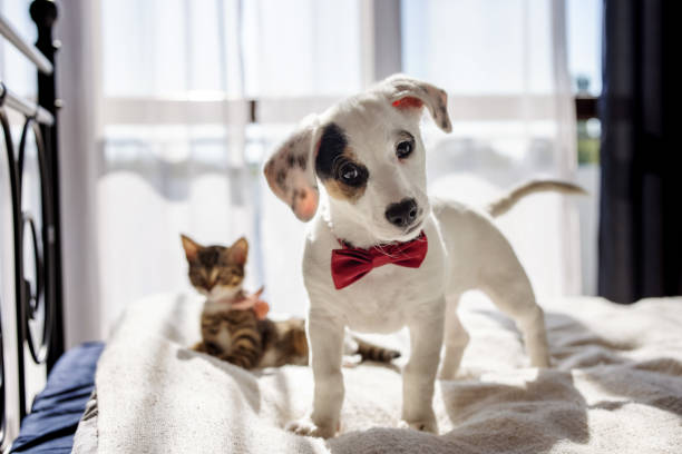 istock A tiny kitten and a playful puppy, both wearing adorable little bow ties, joyfully engage in a game together 2205063637