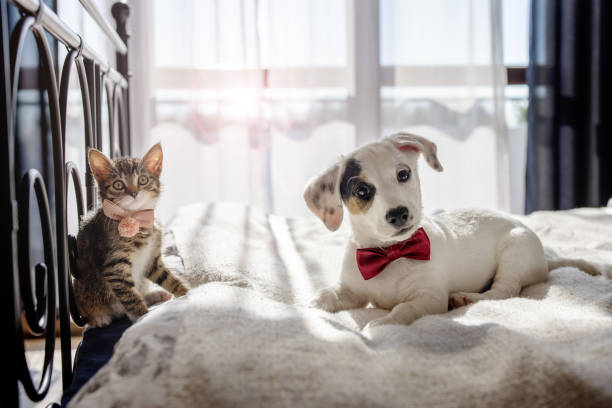 istock A tiny kitten and a playful puppy, both wearing adorable little bow ties, joyfully engage in a game together 2205063639