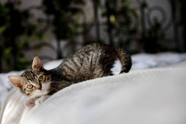 Its bright eyes gaze curiously at something in the distance, ears perked up and whiskers twitching slightly. The gentle light from a nearby window highlights its fluffy fur, creating a warm and cozy atmosphere. The peaceful room around it fades into the background, making the little kitten the heart of this quiet and tender moment