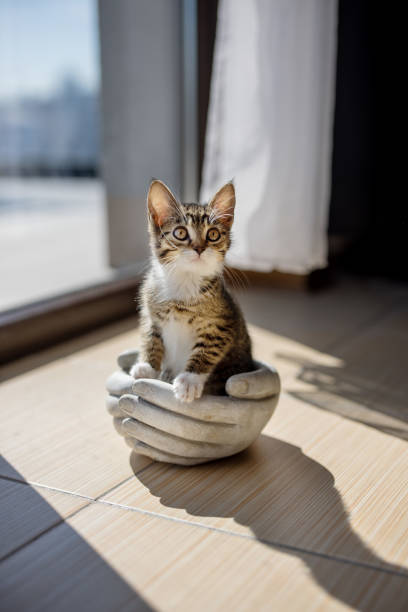 istock A tiny kitten sits snugly inside a uniquely shaped flower pot resembling a hand, bathed in a warm patch of sunlight 2205063663