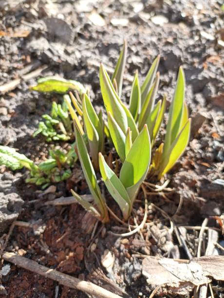istock Photo of spring tulip leaves. 2205064641