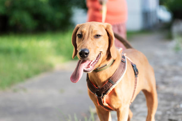 istock Rescued dog with a harness on a walk 2205064990