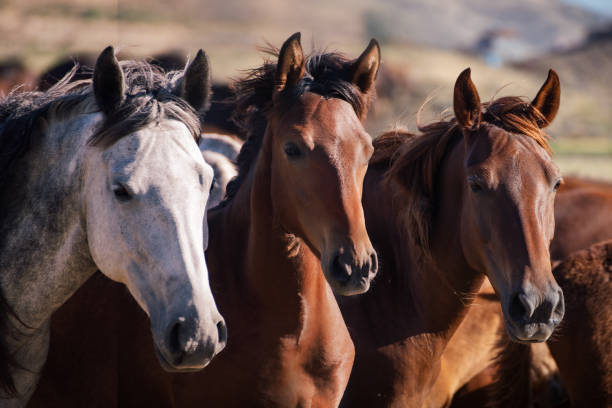 wild horses looking at camera in nature