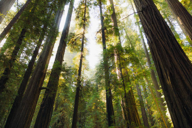 istock Low-Angle View of Redwood Forest in Soft Morning Light 2205066818