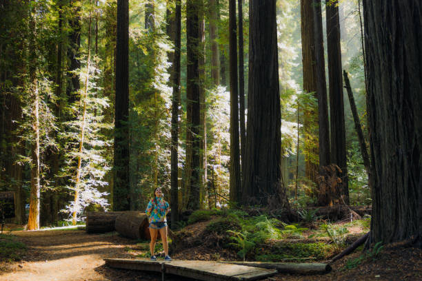 istock Woman with Backpack Walking Among Redwood Trees During Sunrise 2205066847