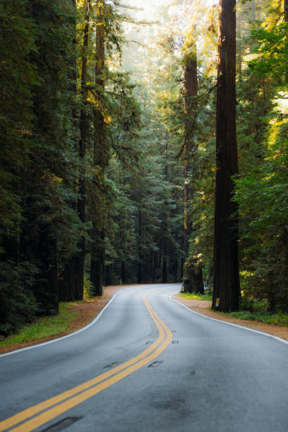istock Scenic Road With Redwood Trees in Morning Sunlight 2205067020