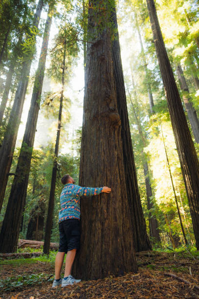 istock Traveller Embracing Redwood Tree in Soft Morning Sunlight 2205067048