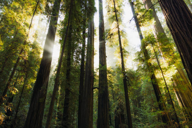 istock Low-Angle View of Redwood Forest in Soft Morning Light 2205067068