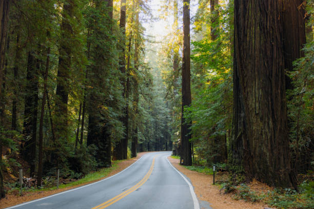 istock Scenic Road With Redwood Trees in Morning Sunlight 2205067073