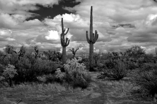 istock Sonora Desert Arizona in Infrared 2205069524