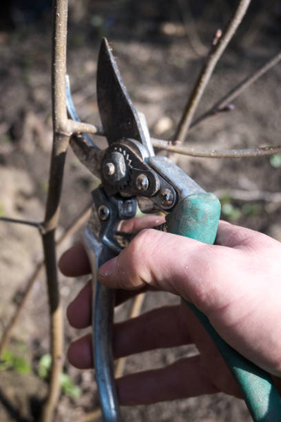 Pruning shrubs with a pruner in spring. Garden work.