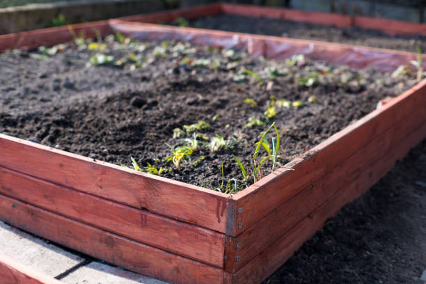 istock Garden bed raised. Growing vegetables in the garden. 2205071825