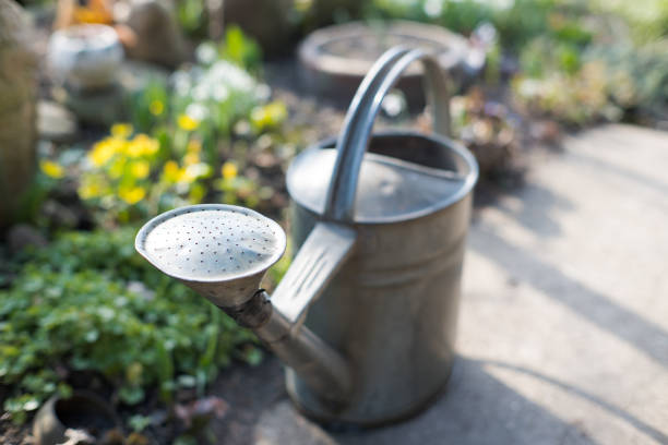 Old garden watering can, watering plants.