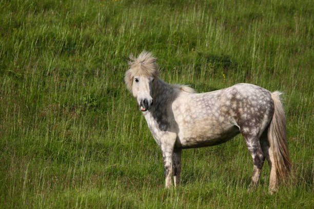 istock Islandpferd / Icelandic horse / Equus ferus caballus 2205074580