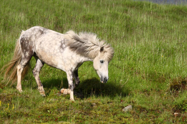 istock Islandpferd / Icelandic horse / Equus ferus caballus 2205074853