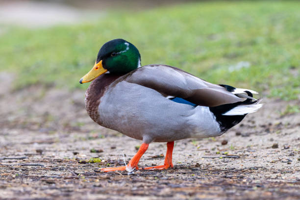 istock Male Mallard Duck (Anas platyrhynchos) 2205074985