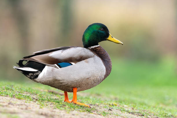 istock Male Mallard Duck (Anas platyrhynchos) 2205075465