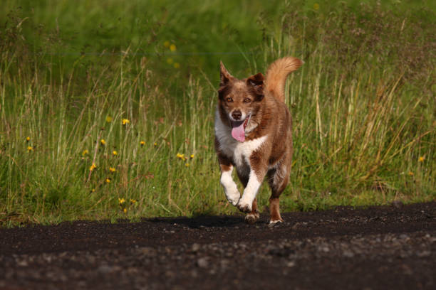 istock Hund / Dog / Canis 2205075530