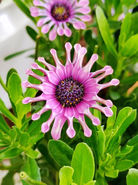African Daisy