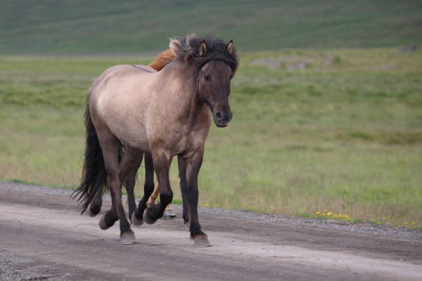 istock Islandpferd / Icelandic horse / Equus ferus caballus 2205075655
