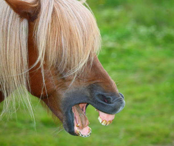 istock Islandpferd / Icelandic horse / Equus ferus caballus 2205075678