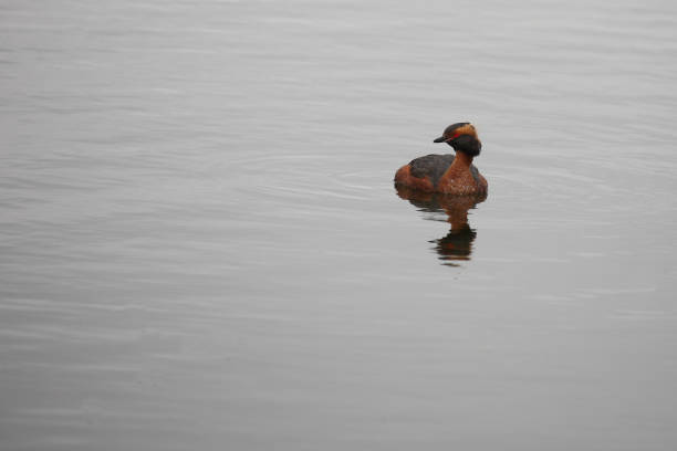 Ohrentaucher / Horned grebe / Podiceps auritus