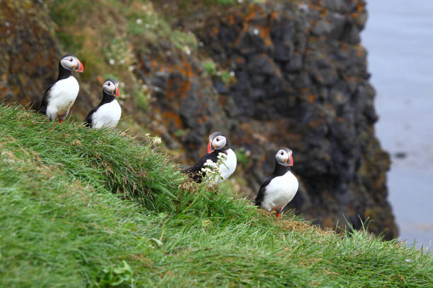 istock Papageitaucher / Atlantic puffin / Fratercula arctica 2205075758