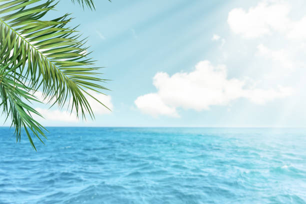 istock Summer sea and seascape with palm branches, sun and clouds in foreground with empty space for text. Defocus background. Blurred travel and vacation backdrop. Abstract summer background design element 2205076010