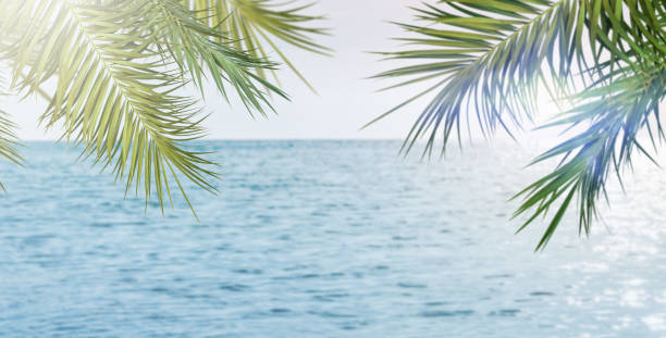 istock Summer sea and seascape with palm branches, sun and clouds in foreground with empty space for text. Defocus background. Blurred travel and vacation backdrop. Abstract summer background design element 2205076023