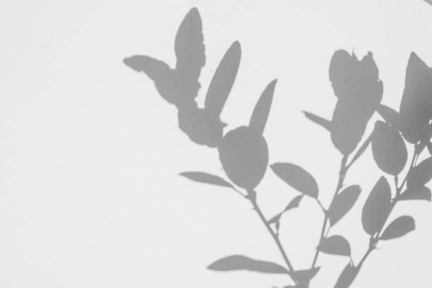 istock Abstract natural tree leaves shadow on white wall background 2205076222