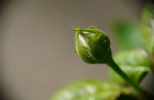 Macro photo of rose flower bud.