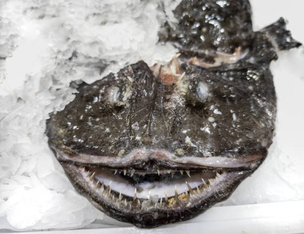 big dark monkfish on the counter of the fish shop on ice and other fish for sale