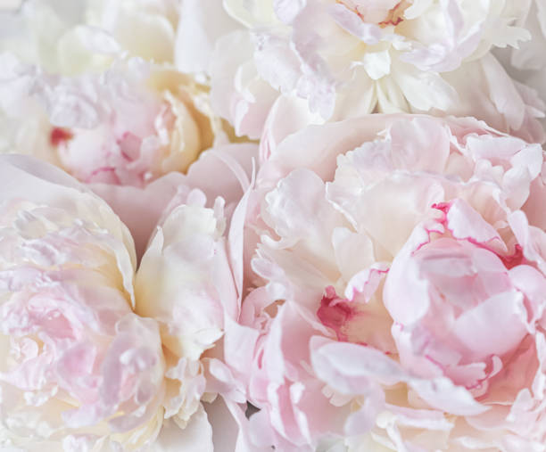 istock White pink peony petals. Soft focus. Abstract floral background for holiday design 2205078251