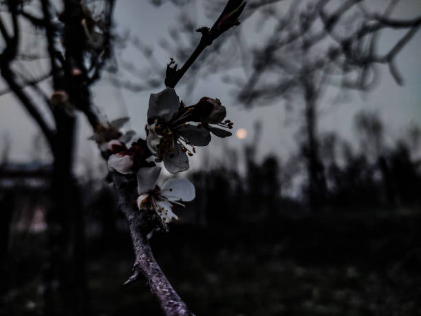 A detailed close-up of a white flower on a branch, with a softly blurred moon in the wide-open background, creating a peaceful and dreamy composition