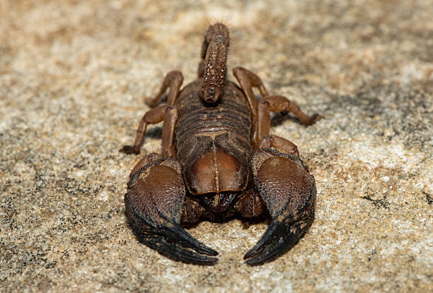 istock Tugela Burrowing Scorpion (Opistophthalmus praedo) 2205079858