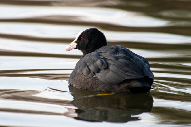 A moorhen (Gallinula chloropus) gracefully gliding across the water. This waterfowl, recognizable by its dark plumage, red beak, and yellow legs, is commonly found in wetlands, lakes, and ponds. The moorhen is known for its lively movement and playful behavior, often seen swimming or foraging along the water’s edge. It is a frequent subject in wildlife photography due to its unique appearance and active nature.