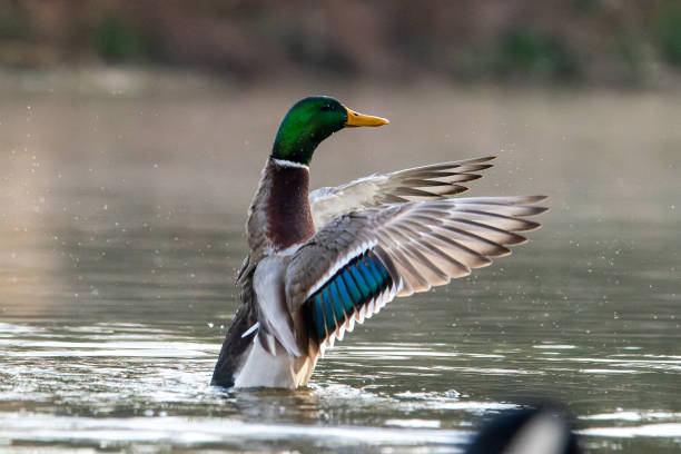 istock Male Mallard Duck (Anas platyrhynchos) 2205081423
