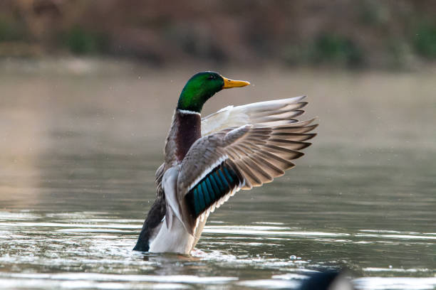 istock Male Mallard Duck (Anas platyrhynchos) 2205082356