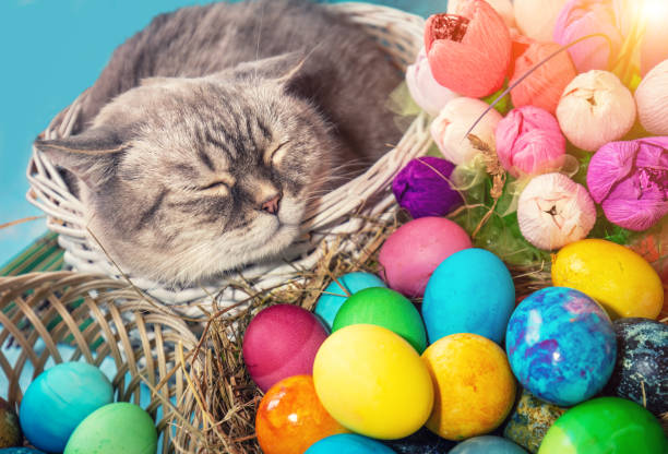 istock Cute thai cat sleeping in a basket with colorful easter eggs 2205082509