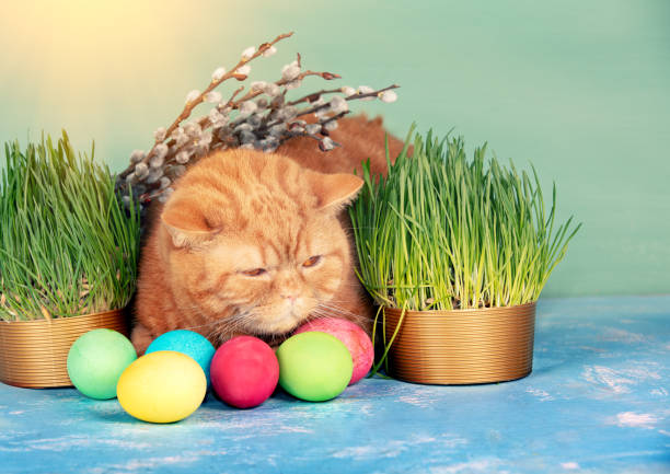 istock Cute ginger cat lying near colorful easter eggs and green grass under pussy willows twigs. Easter composition 2205082511