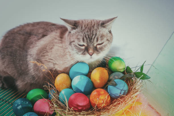 istock 243A2374.jpg 2205082515