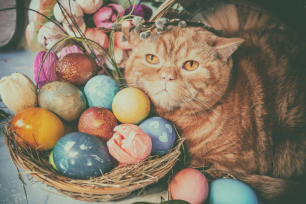 istock Cute ginger cat lying near basket with colorful easter eggs. Retro effect color correction 2205082566