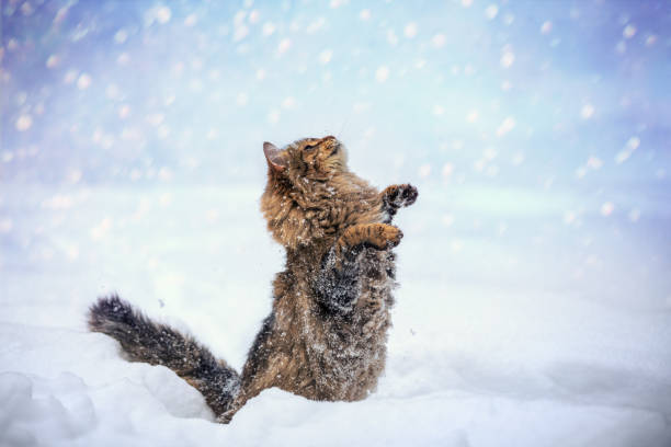 Funny cat catches snowflakes. Cat outdoors in snowy winter.
