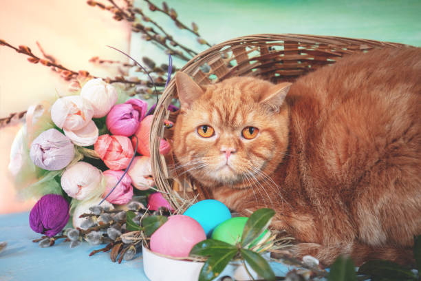 istock Cute ginger cat lying in a basket near colorful easter eggs 2205082579