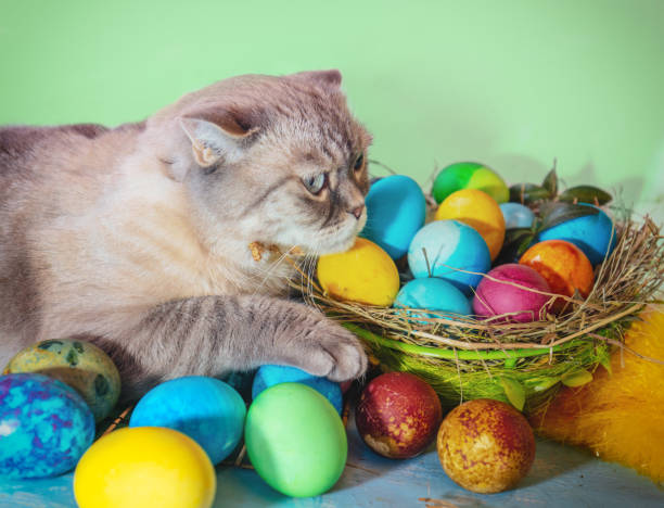 istock Cute thai cat lies near a basket with colorful Easter eggs 2205082606