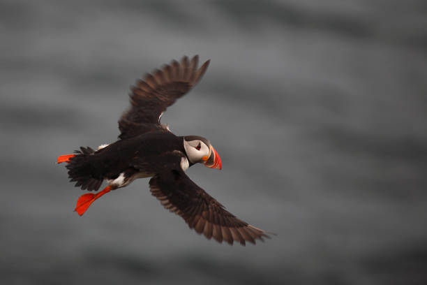 istock Papageitaucher / Atlantic puffin / Fratercula arctica 2205082907
